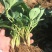 草莓苗基地白雪公主草莓苗批发