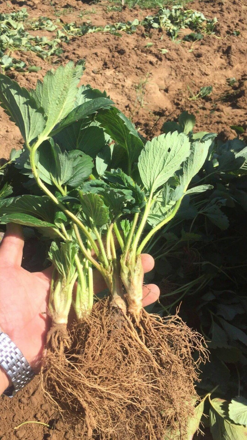 草莓苗基地白雪公主草莓苗批发