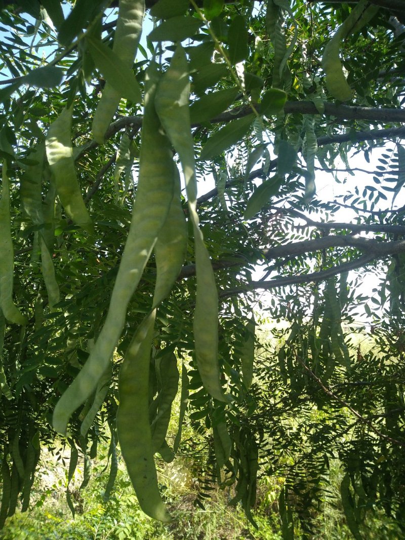 皂角荚