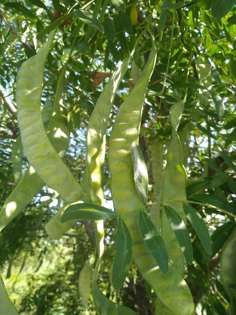 皂角荚