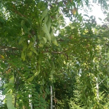 皂角荚