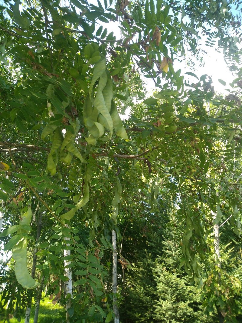 皂角荚