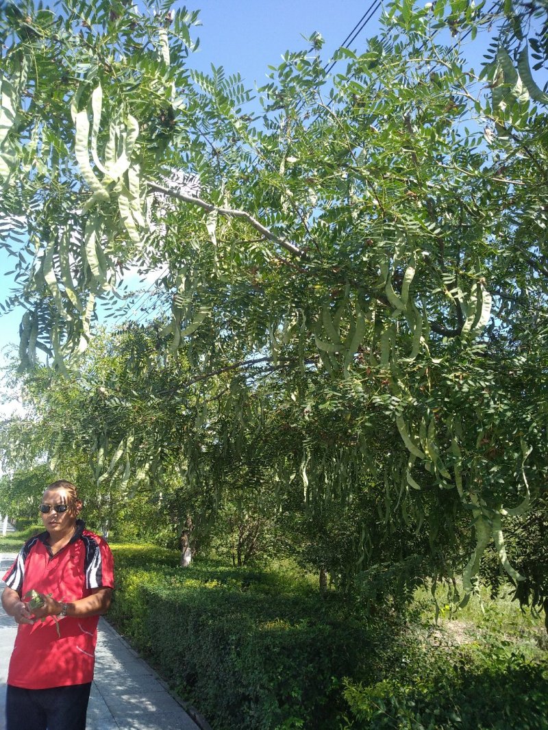 皂角荚