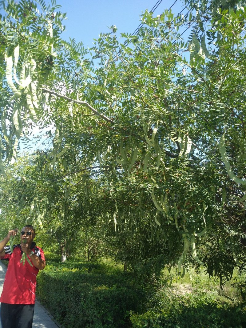 皂角荚