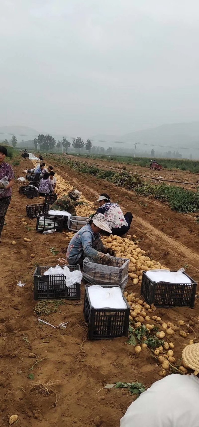 荷兰土豆:颜色个头薯型三优，质优价廉。