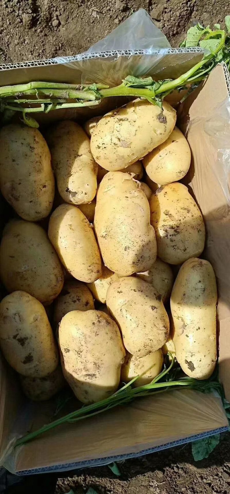 荷兰土豆:颜色个头薯型三优，质优价廉。