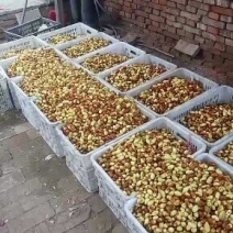 马牙枣