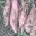 烟薯25，沙地种植软糯香甜，无丝无钩无虫眼，皮色光泽