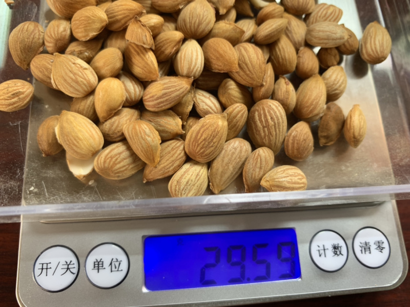 山桃核质量保证，欢迎采购，价格优惠，视频看货