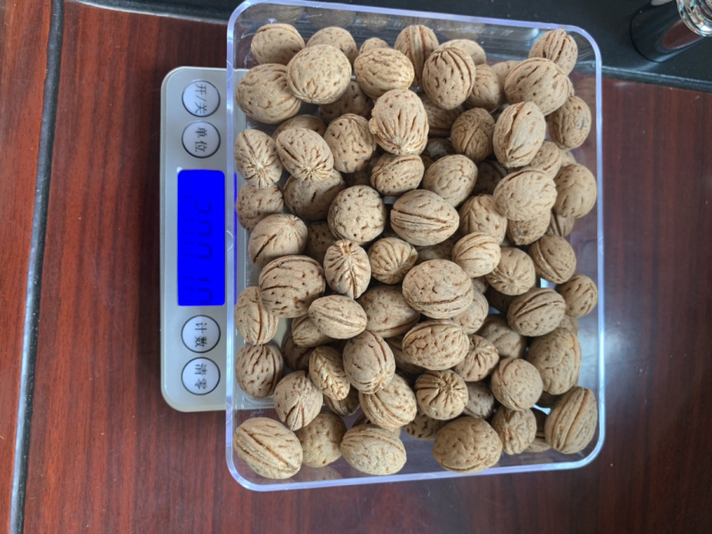 山桃核质量保证，欢迎采购，价格优惠，视频看货