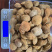 精品山杏核，质量保证，价格优惠，视频看货