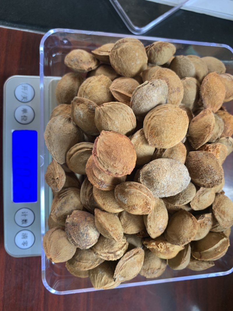 精品山杏核，质量保证，价格优惠，视频看货