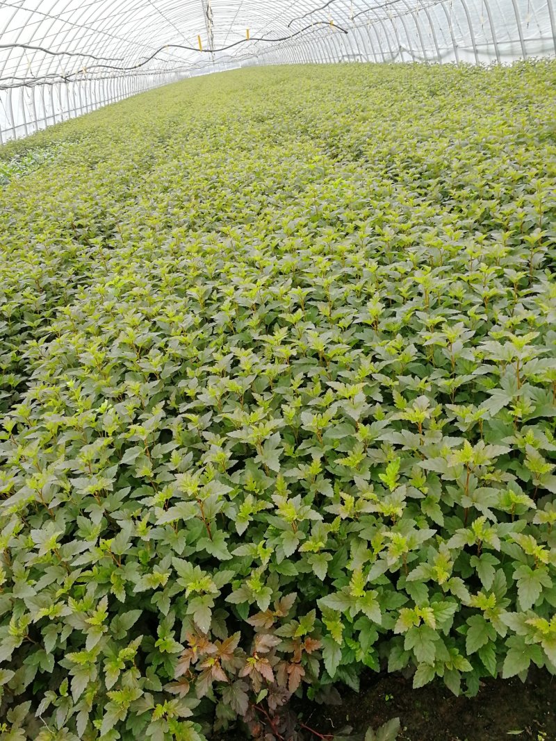 辽宁开原紫叶风箱果小苗杯苗工程苗繁育基地产地直发