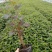辽宁开原紫叶风箱果小苗杯苗工程苗繁育基地产地直发