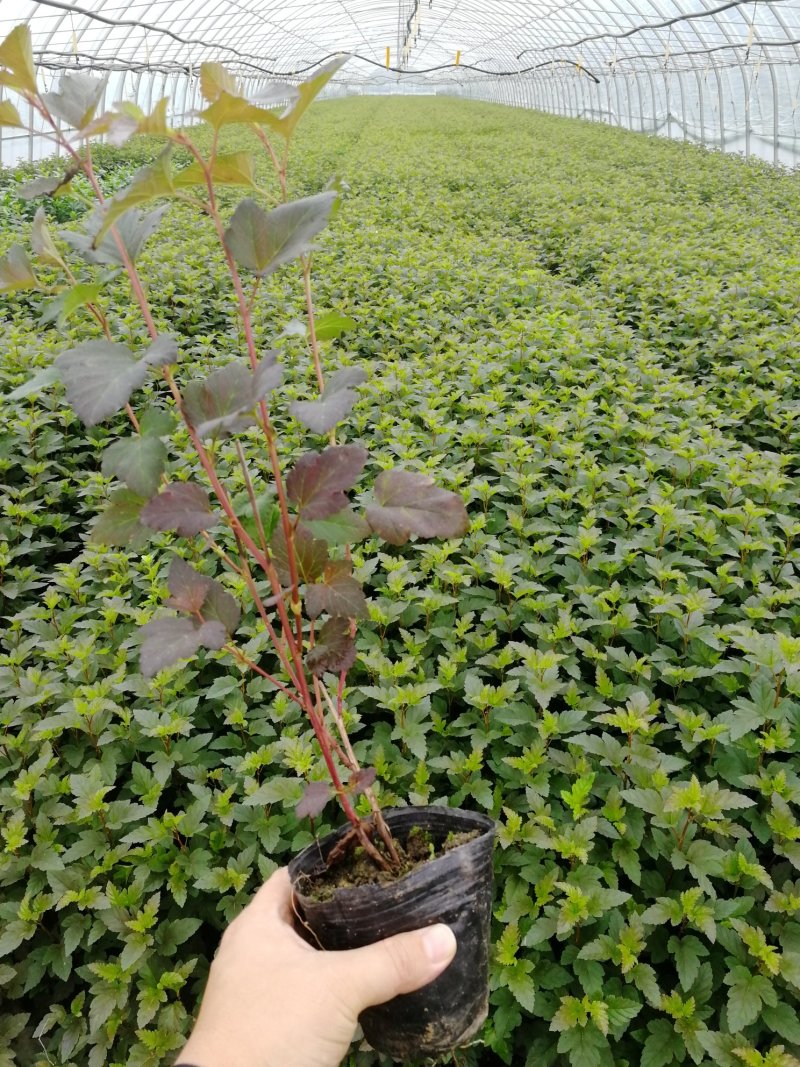 辽宁开原紫叶风箱果小苗杯苗工程苗繁育基地产地直发