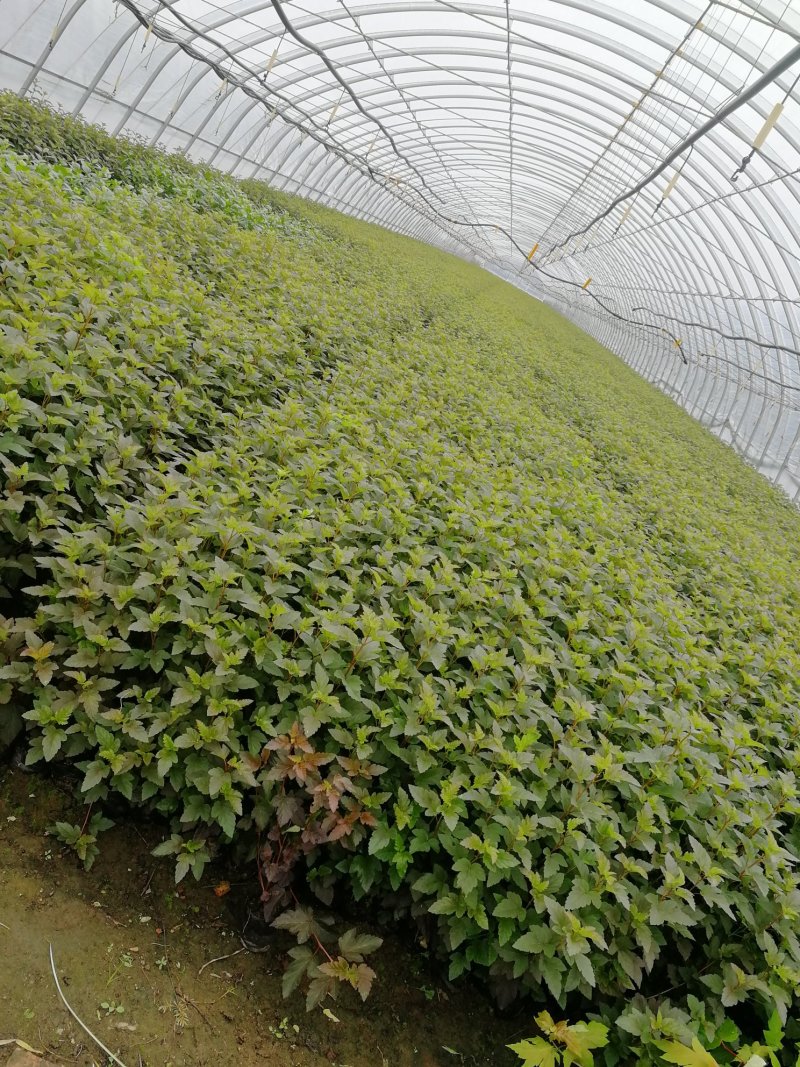 辽宁开原紫叶风箱果小苗杯苗工程苗繁育基地产地直发