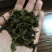 茶叶(工作茶)红茶、绿茶