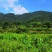 茶叶(工作茶)红茶、绿茶