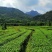 茶叶(工作茶)红茶、绿茶