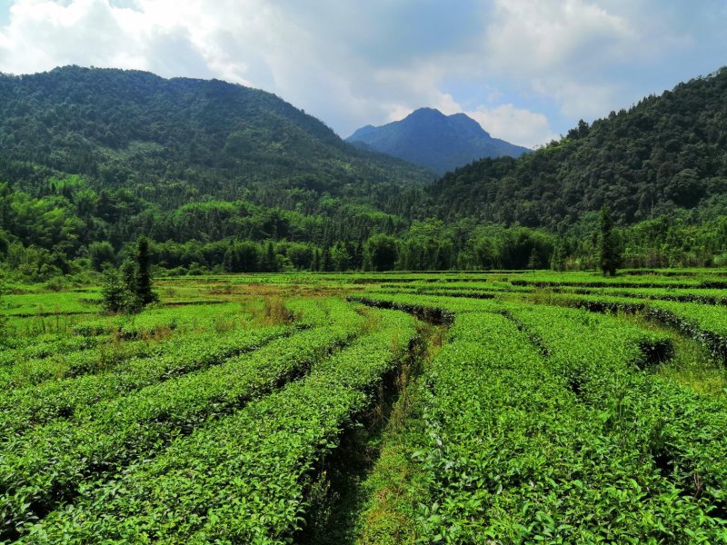 茶叶(工作茶)红茶、绿茶