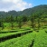 茶叶(工作茶)红茶、绿茶