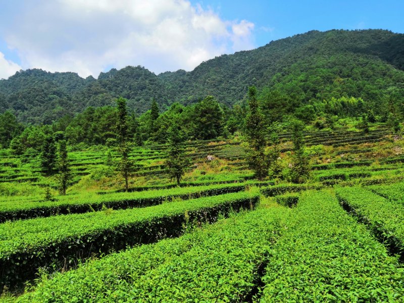 茶叶(工作茶)红茶、绿茶