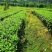 茶叶(工作茶)红茶、绿茶