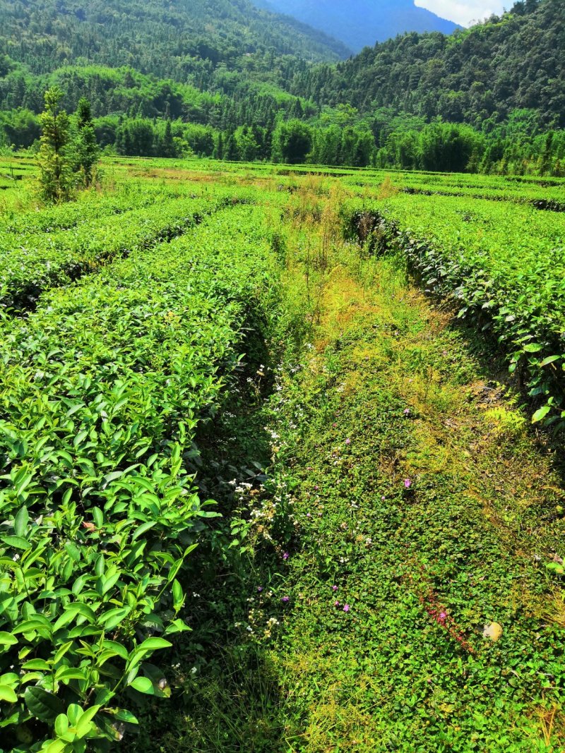 茶叶(工作茶)红茶、绿茶