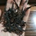 茶叶(工作茶)红茶、绿茶