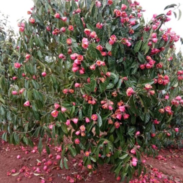 红花油茶苗大果红花油茶苗红花油茶树