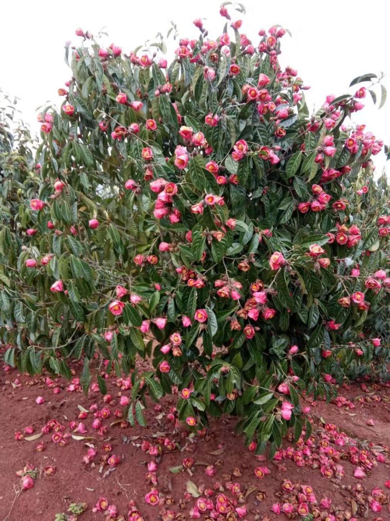 红花油茶苗大果红花油茶苗红花油茶树
