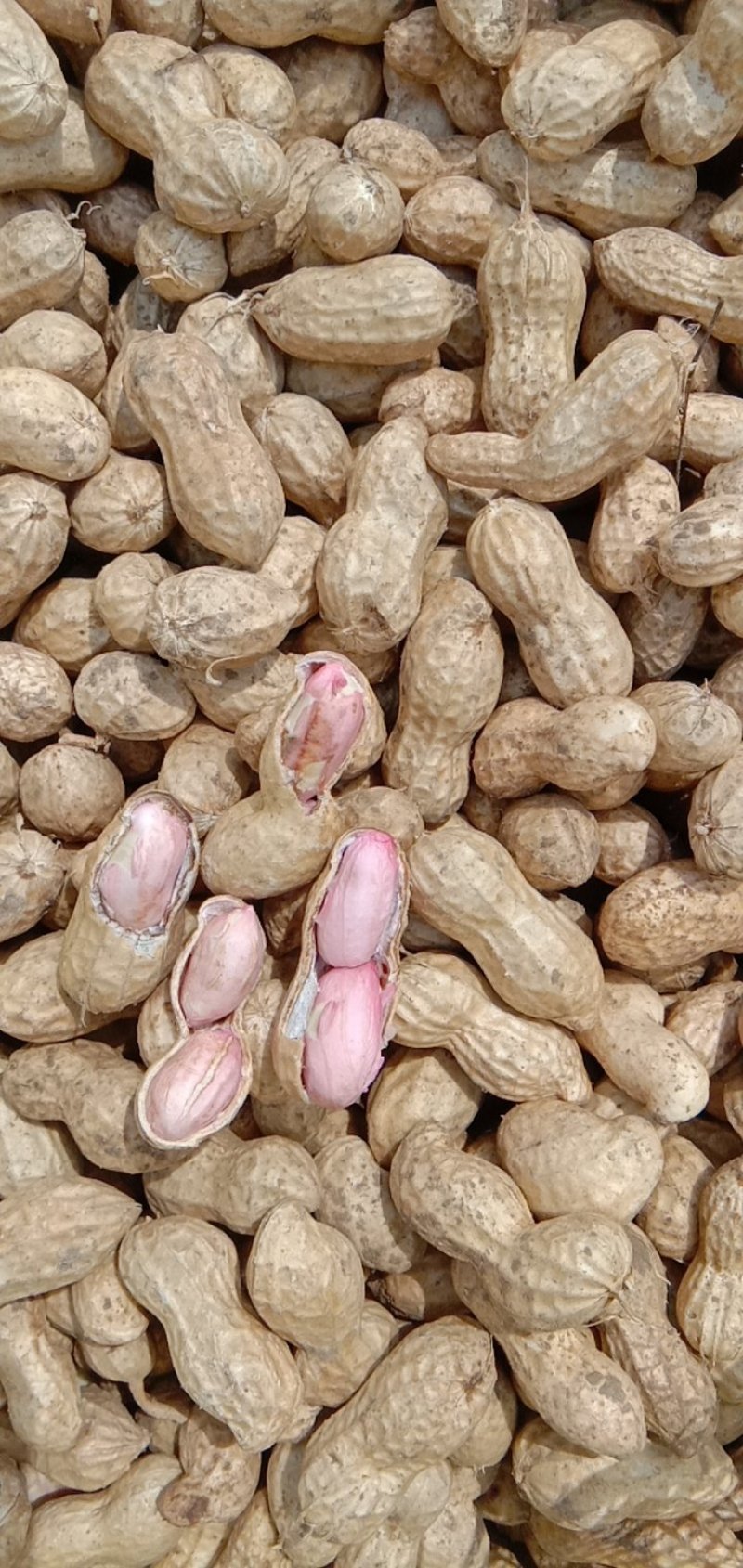 大量供应鲜花生，6月底大量上市，周期长达4个月