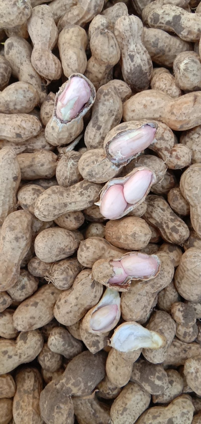 大量供应鲜花生，6月底大量上市，周期长达4个月
