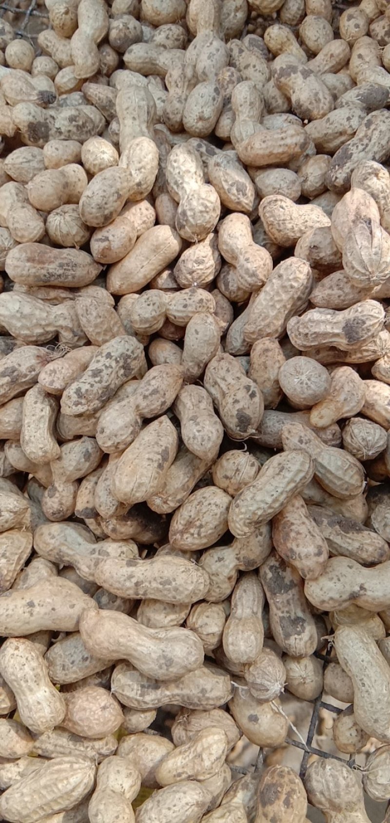 大量供应鲜花生，6月底大量上市，周期长达4个月