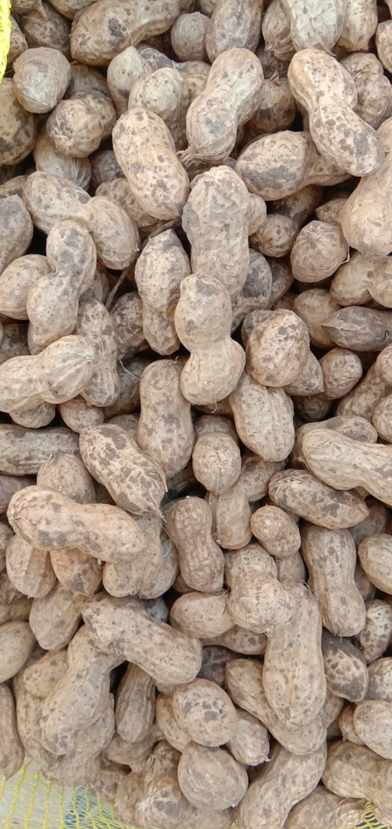 大量供应鲜花生，6月底大量上市，周期长达4个月