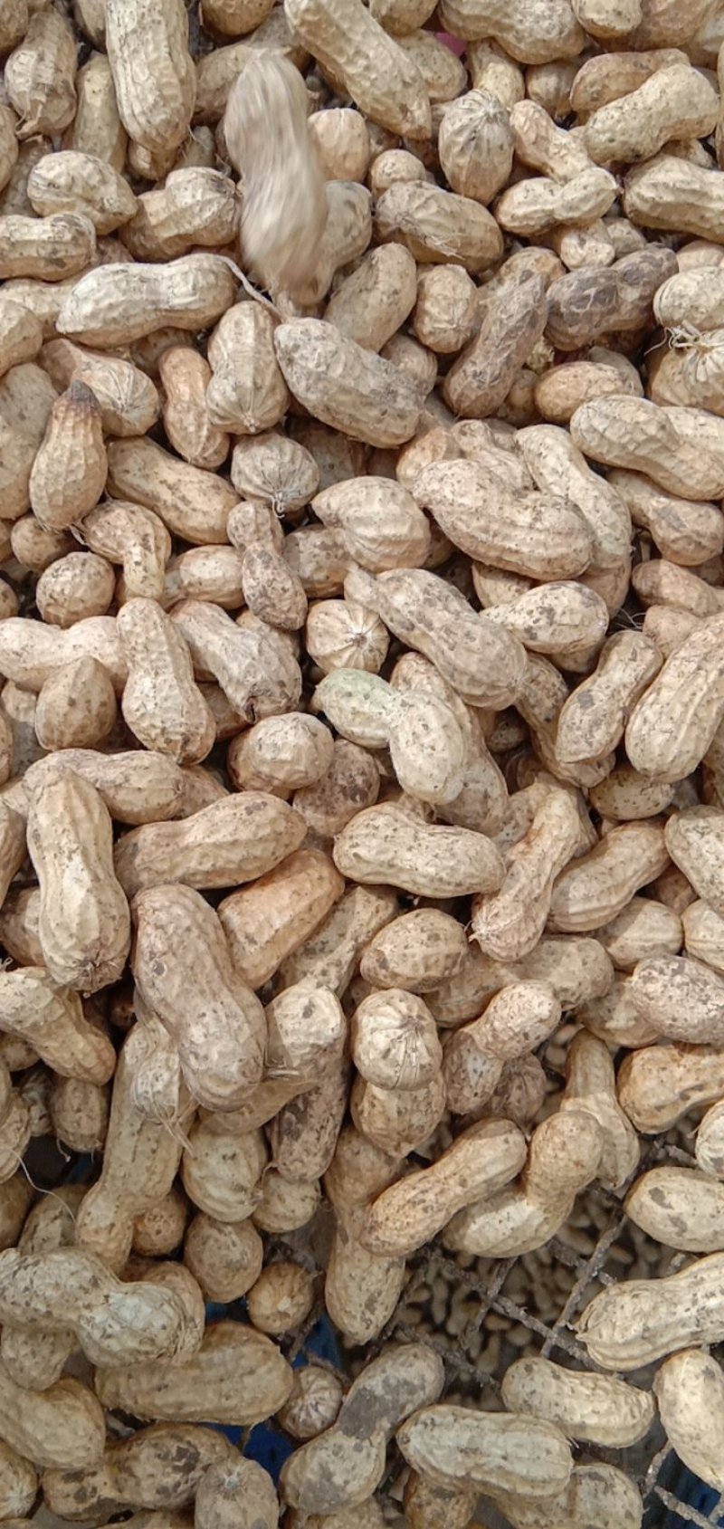 大量供应鲜花生，6月底大量上市，周期长达4个月