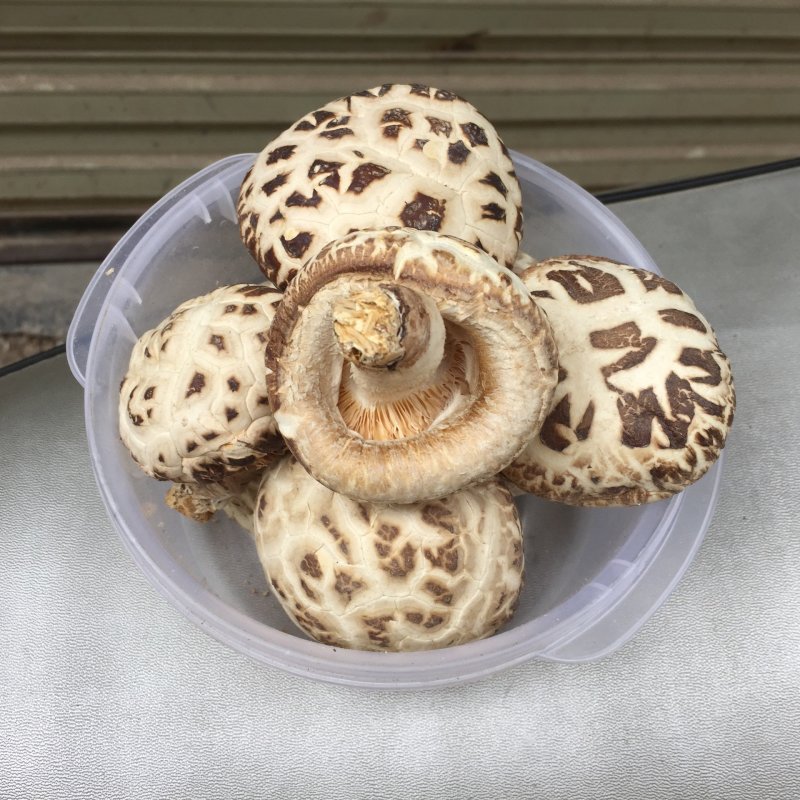 [一件代发]泌阳花菇干货干香菇批发冬菇蘑菇土特产