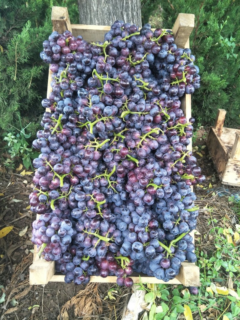 无核露天夏黑葡萄