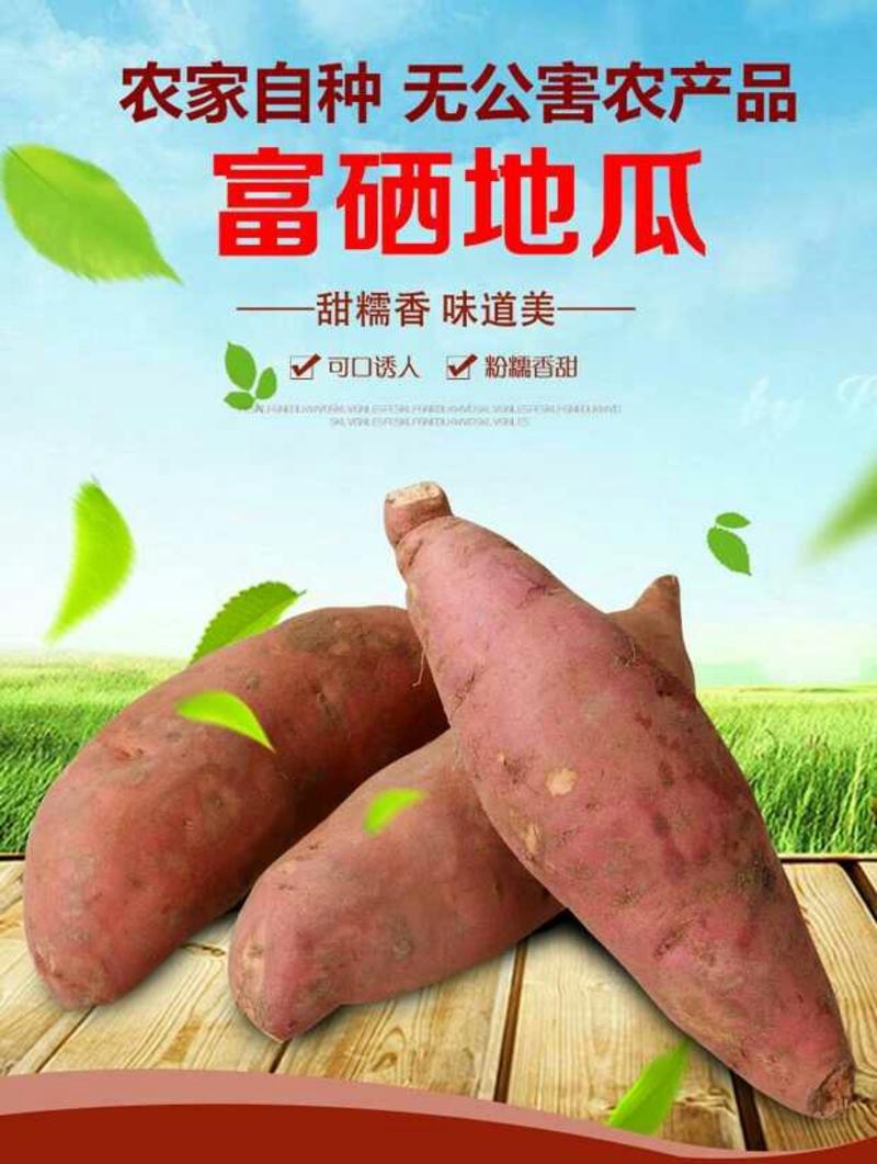 红薯龙九红薯沙地红薯河南产区新苗红薯上市啦
