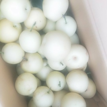 皇冠2级果