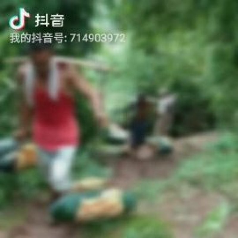 黑皮冬瓜