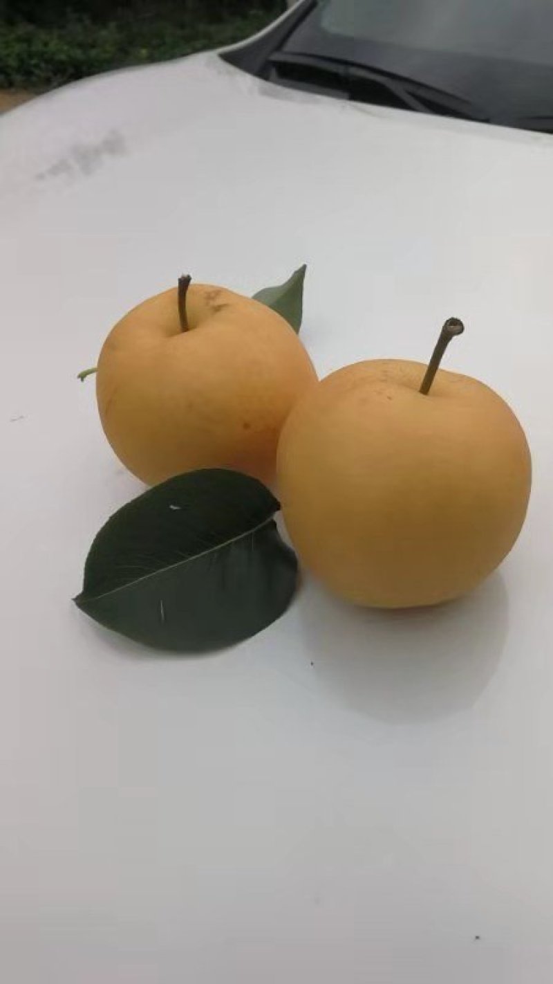 圆黄梨