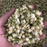 【茉莉花】茉莉花量大从优物美价廉产地直供