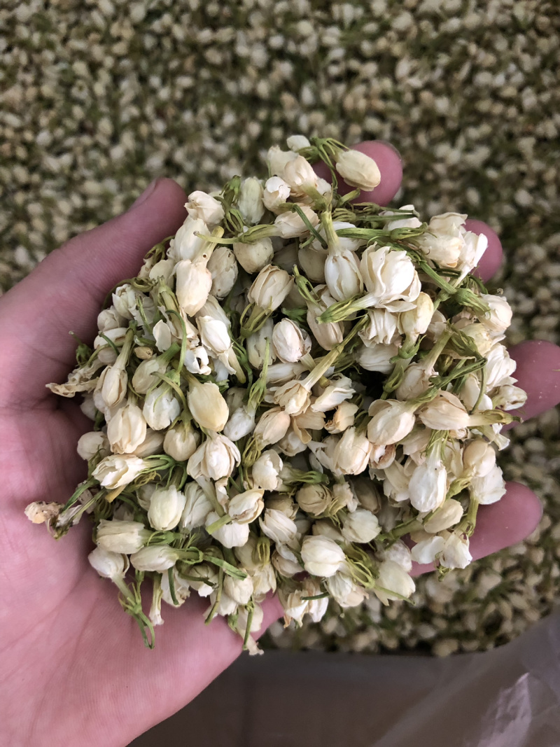 【茉莉花】茉莉花量大从优物美价廉产地直供
