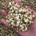 【茉莉花】茉莉花量大从优物美价廉产地直供