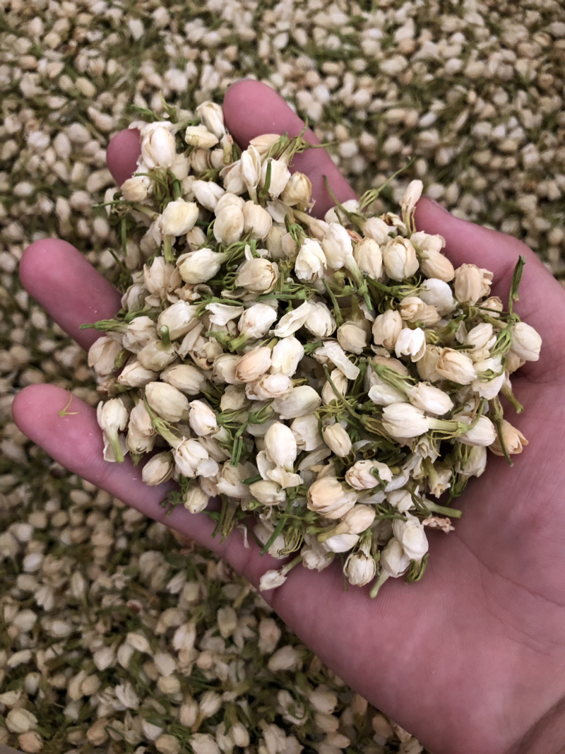【茉莉花】茉莉花量大从优物美价廉产地直供
