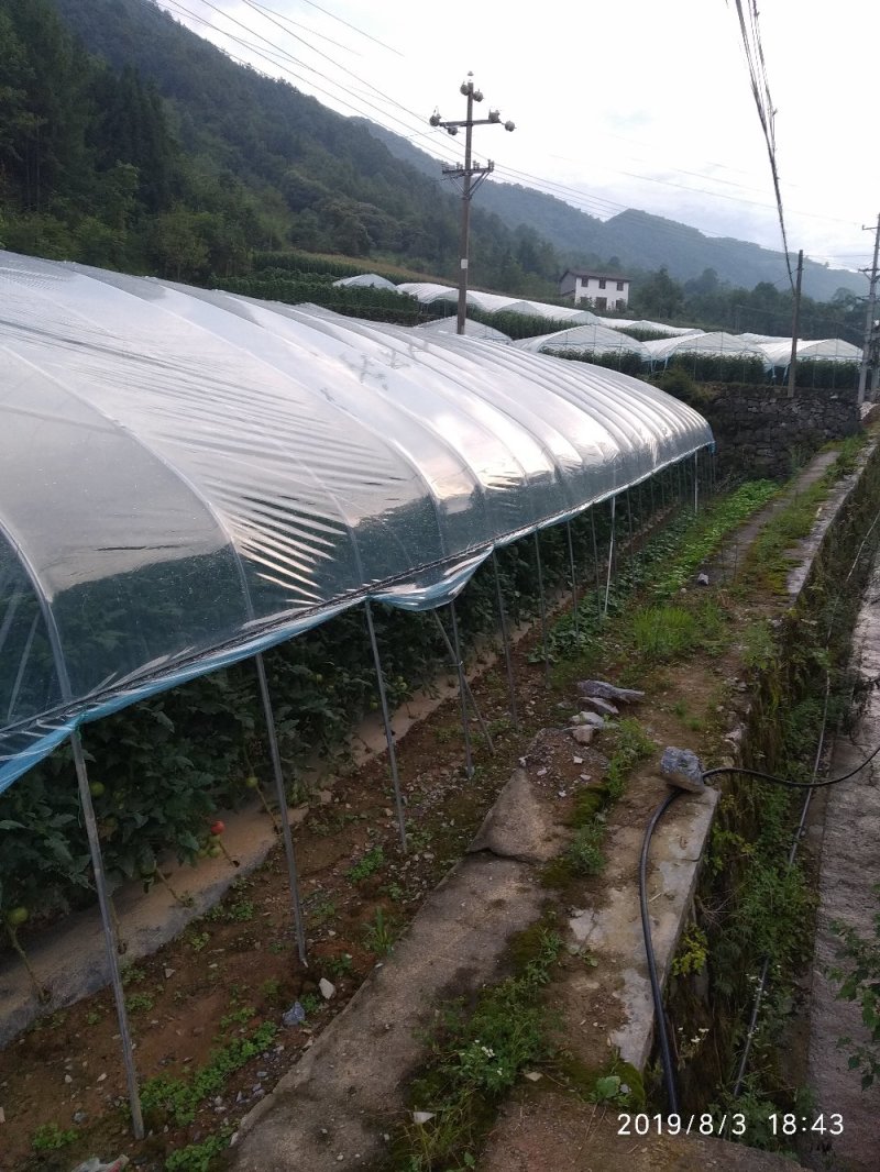 西红柿湖北高山西红柿量大质优，基地直供！！！！！