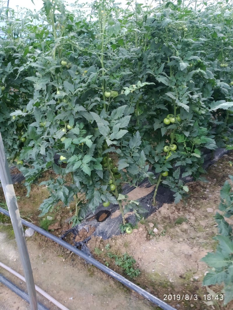 西红柿湖北高山西红柿量大质优，基地直供！！！！！