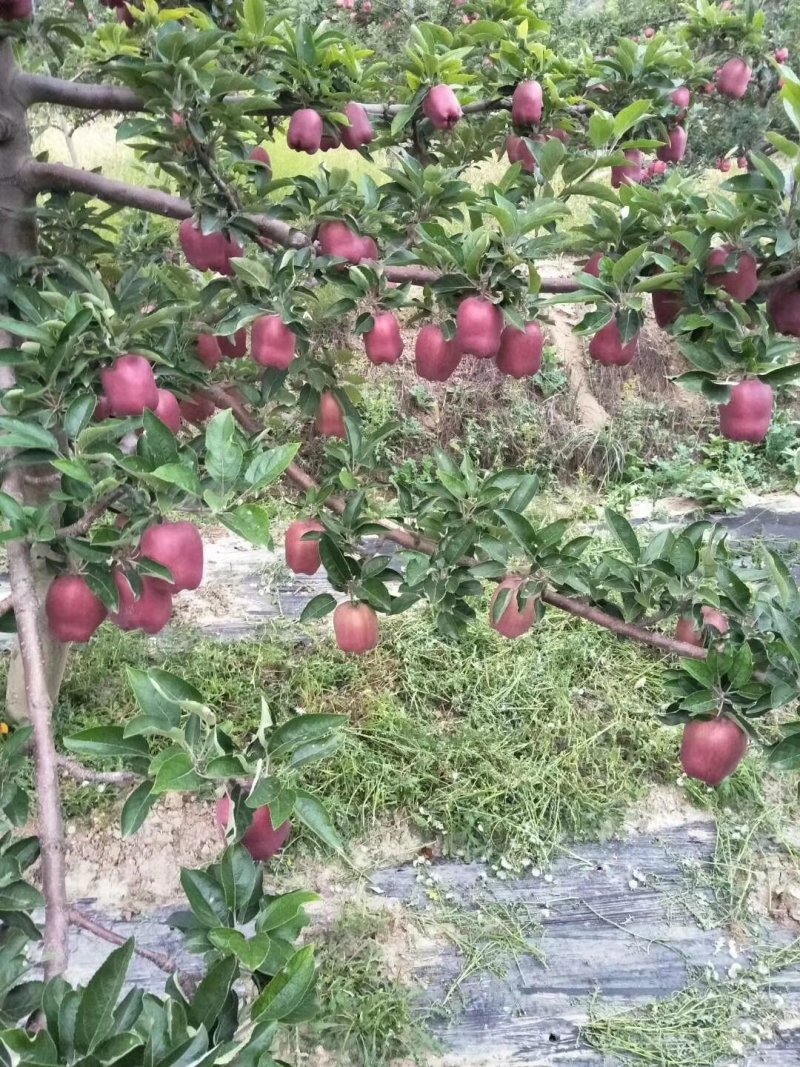 甘肃天水花牛苹果，即将上市！资源稳定，常年代收！