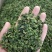 桑叶茶颗粒茶颜色好，无任何添加量大从优，做的是质量。